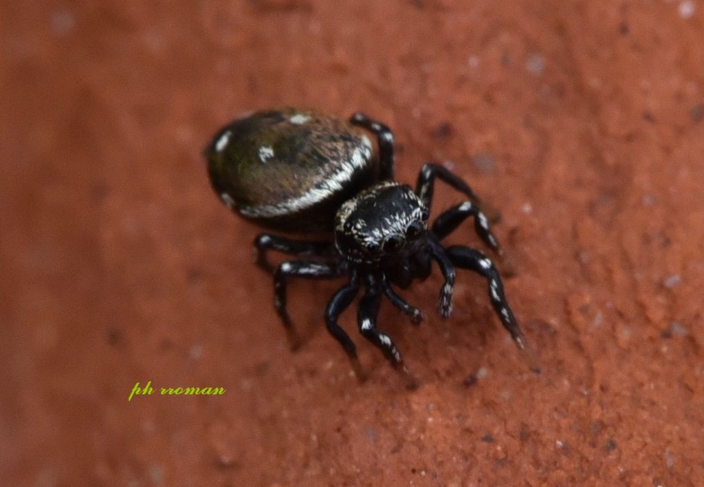 Salticidae,  Heliophanus kochii ? S, femmina - Piacenza